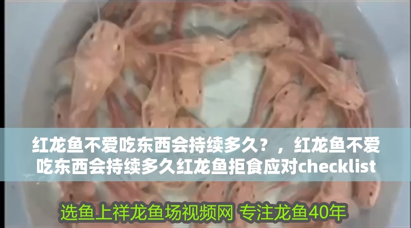 鸚鵡魚和銀龍魚混養怎樣喂食 紅龍魚不愛吃東西會持續多久?,紅龍魚不愛吃東西會持續多久紅龍魚拒食應對checklist 龍魚百科 紅龍魚不愛吃東西會持續多久?,紅龍魚不愛吃東西會持續多久紅龍魚拒食應對checklist 紅龍魚不愛吃東西會持續多久?,紅龍魚不愛吃東西會持續多久紅龍魚拒食應對checklist 龍魚百科