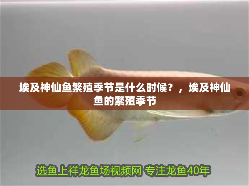 埃及神仙魚繁殖季節是什么時候？，埃及神仙魚的繁殖季節