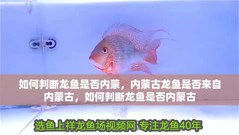 如何判斷龍魚是否內蒙，內蒙古龍魚是否來自內蒙古，如何判斷龍魚是否內蒙古 如何判斷龍魚是否內蒙，內蒙古龍魚是否來自內蒙古，如何判斷龍魚是否內蒙古 龍魚百科