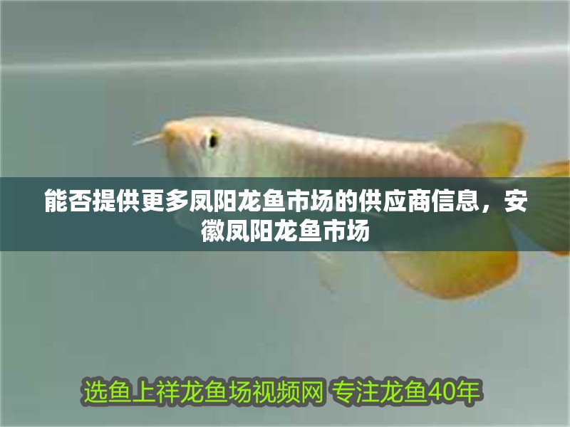 能否提供更多鳳陽龍魚市場的供應商信息，安徽鳳陽龍魚市場 能否提供更多鳳陽龍魚市場的供應商信息，安徽鳳陽龍魚市場 龍魚百科