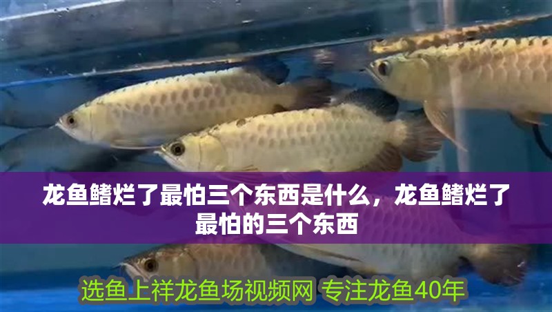 魚缸過濾器選購指南:自制魚缸過濾器魚缸上置過濾器對于養魚愛好者的必備知識 龍魚鰭爛了最怕三個東西是什么,龍魚鰭爛了最怕的三個東西 龍魚百科 龍魚鰭爛了最怕三個東西是什么,龍魚鰭爛了最怕的三個東西 龍魚鰭爛了最怕三個東西是什么,龍魚鰭爛了最怕的三個東西 龍魚百科