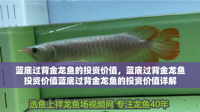 藍底過背金龍魚的投資價值，藍底過背金龍魚投資價值藍底過背金龍魚的投資價值詳解 藍底過背金龍魚的投資價值，藍底過背金龍魚投資價值藍底過背金龍魚的投資價值詳解 龍魚百科