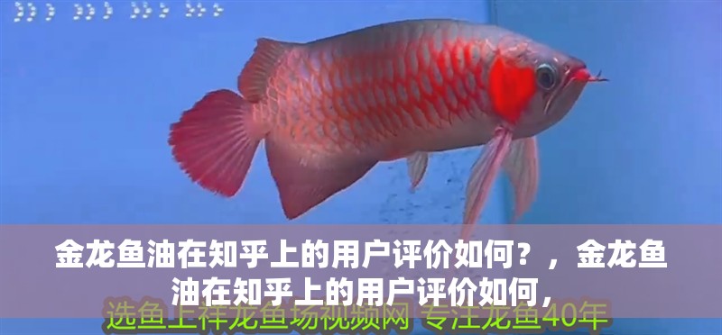 金龍魚油在知乎上的用戶評價如何？，金龍魚油在知乎上的用戶評價如何，