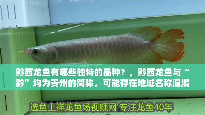 黔西龍魚有哪些獨特的品種？，黔西龍魚與“黔”均為貴州的簡稱，可能存在地域名稱混淆