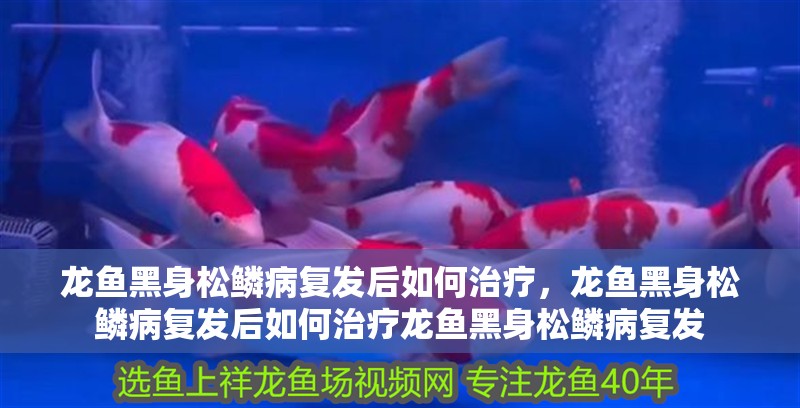 龍魚黑身松鱗病復發后如何治療，龍魚黑身松鱗病復發后如何治療龍魚黑身松鱗病復發