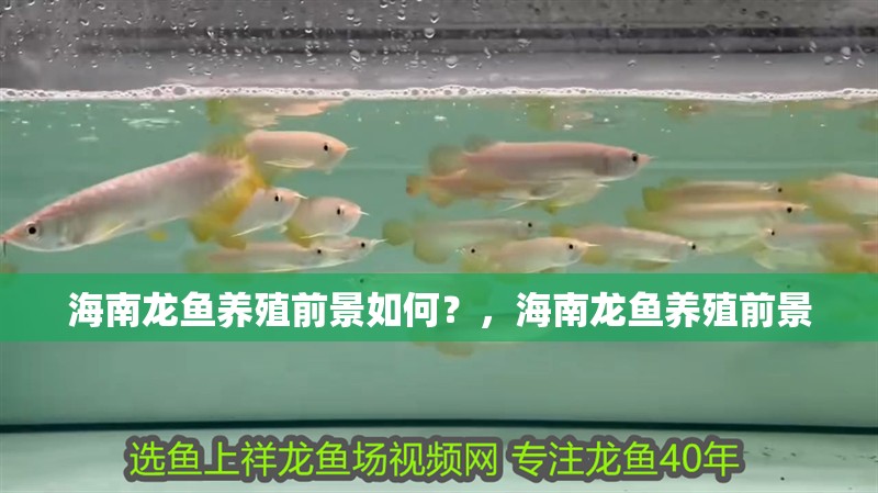海南龍魚養殖前景如何？，海南龍魚養殖前景 海南龍魚養殖前景如何？，海南龍魚養殖前景 龍魚百科