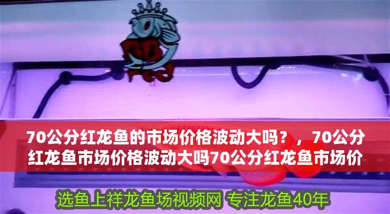 70公分紅龍魚的市場價格波動大嗎？，70公分紅龍魚市場價格波動大嗎70公分紅龍魚市場價格波動大嗎