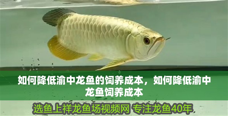 如何降低渝中龍魚的飼養(yǎng)成本，如何降低渝中龍魚飼養(yǎng)成本 如何降低渝中龍魚的飼養(yǎng)成本，如何降低渝中龍魚飼養(yǎng)成本 龍魚百科