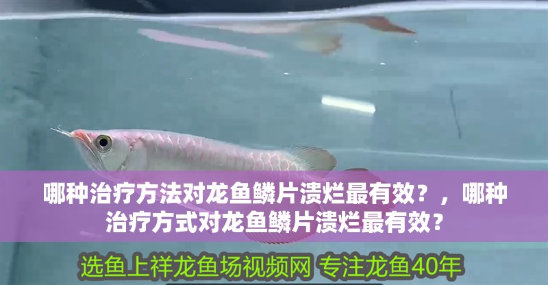哪種治療方法對龍魚鱗片潰爛最有效？，哪種治療方式對龍魚鱗片潰爛最有效？ 哪種治療方法對龍魚鱗片潰爛最有效？，哪種治療方式對龍魚鱗片潰爛最有效？ 龍魚百科