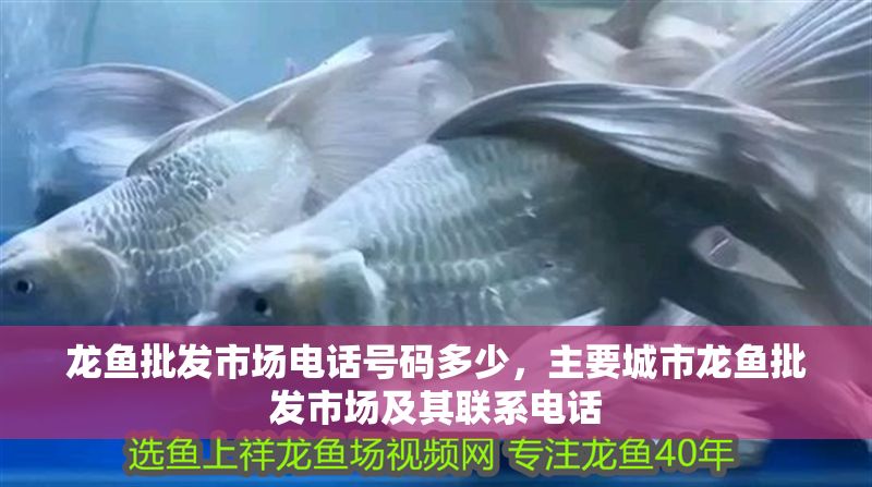 龍魚批發市場電話號碼多少，主要城市龍魚批發市場及其聯系電話