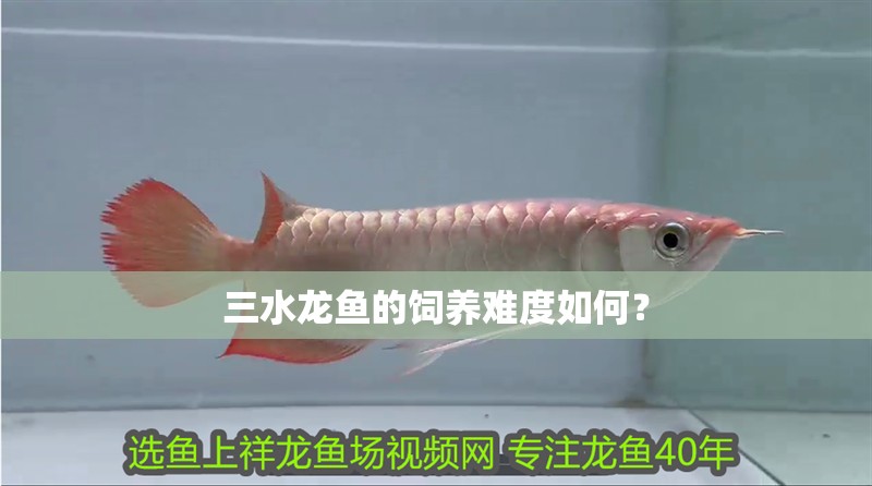 <strong><mark>三水</mark></strong>龍魚的飼養難度如何？