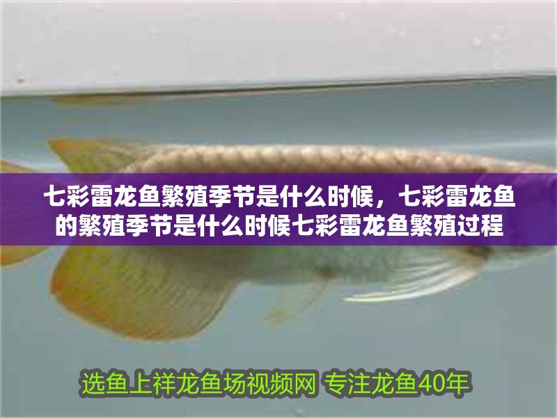 魚缸用增氧泵價格是多少:魚缸增氧機-xtrac增氧機-xtrac增氧機 七彩雷龍魚繁殖季節是什么時候,七彩雷龍魚的繁殖季節是什么時候七彩雷龍魚繁殖過程 龍魚百科 七彩雷龍魚繁殖季節是什么時候,七彩雷龍魚的繁殖季節是什么時候七彩雷龍魚繁殖過程 七彩雷龍魚繁殖季節是什么時候,七彩雷龍魚的繁殖季節是什么時候七彩雷龍魚繁殖過程 龍魚百科