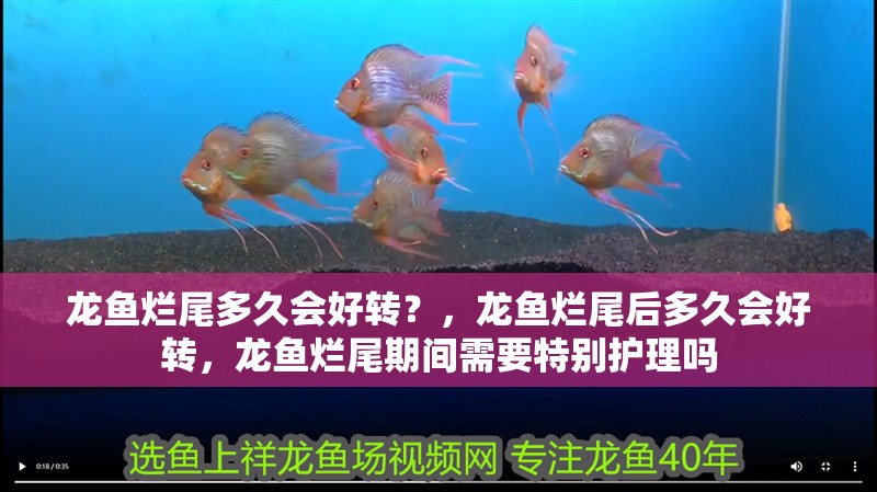 龍魚爛尾多久會好轉？，龍魚爛尾后多久會好轉，龍魚爛尾期間需要特別護理嗎 龍魚爛尾多久會好轉？，龍魚爛尾后多久會好轉，龍魚爛尾期間需要特別護理嗎 龍魚百科