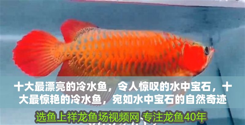 十大最漂亮的冷水魚，令人驚嘆的水中寶石，十大最驚艷的冷水魚，宛如水中寶石的自然奇跡 十大最漂亮的冷水魚，令人驚嘆的水中寶石，十大最驚艷的冷水魚，宛如水中寶石的自然奇跡 龍魚百科 第1張