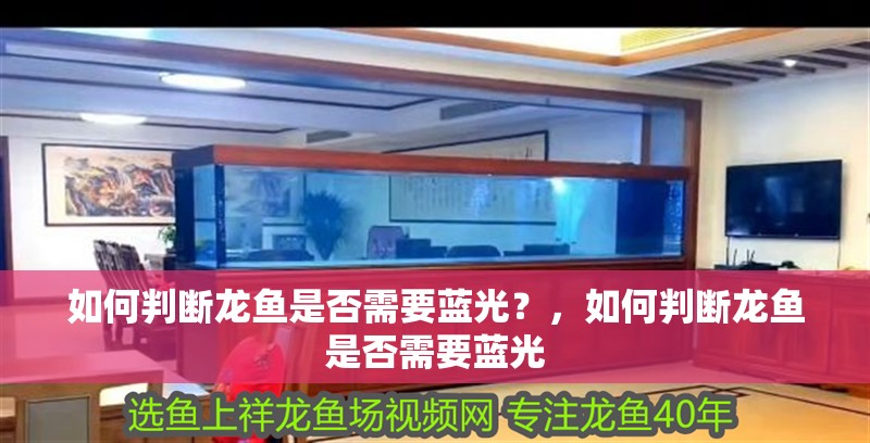 如何判斷龍魚是否需要藍光？，如何判斷龍魚是否需要藍光 如何判斷龍魚是否需要藍光？，如何判斷龍魚是否需要藍光 龍魚百科
