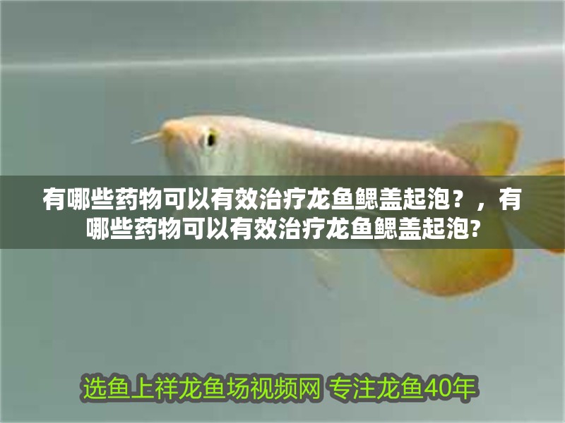 魚缸過濾器選購指南:自制魚缸過濾器魚缸上置過濾器對于養魚愛好者的必備知識 有哪些藥物可以有效治療龍魚鰓蓋起泡?,有哪些藥物可以有效治療龍魚鰓蓋起泡? 龍魚百科 有哪些藥物可以有效治療龍魚鰓蓋起泡?,有哪些藥物可以有效治療龍魚鰓蓋起泡? 有哪些藥物可以有效治療龍魚鰓蓋起泡?,有哪些藥物可以有效治療龍魚鰓蓋起泡? 龍魚百科