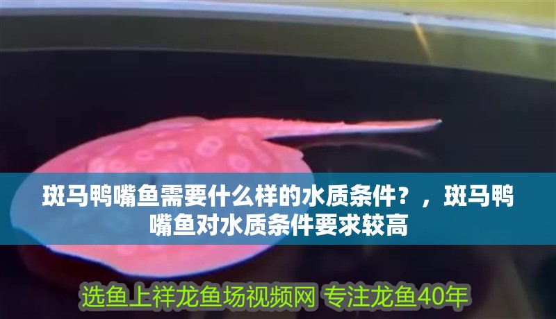 魚缸過濾器選購指南:自制魚缸過濾器魚缸上置過濾器對于養(yǎng)魚愛好者的必備知識 斑馬鴨嘴魚需要什么樣的水質(zhì)條件?,斑馬鴨嘴魚對水質(zhì)條件要求較高 龍魚百科 斑馬鴨嘴魚需要什么樣的水質(zhì)條件?,斑馬鴨嘴魚對水質(zhì)條件要求較高 斑馬鴨嘴魚需要什么樣的水質(zhì)條件?,斑馬鴨嘴魚對水質(zhì)條件要求較高 龍魚百科
