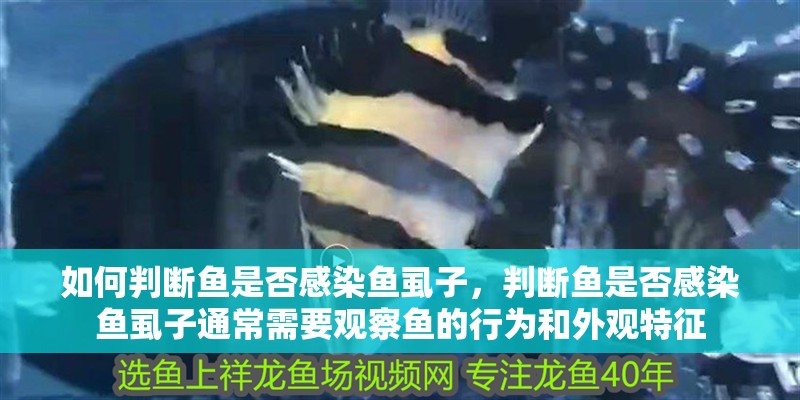 如何判斷魚是否感染魚虱子，判斷魚是否感染魚虱子通常需要觀察魚的行為和外觀特征 如何判斷魚是否感染魚虱子，判斷魚是否感染魚虱子通常需要觀察魚的行為和外觀特征 龍魚百科