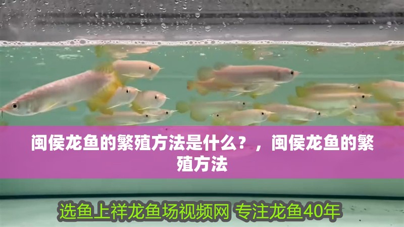 龍魚干蝦有營養(yǎng)嗎 閩侯龍魚的繁殖方法是什么?,閩侯龍魚的繁殖方法 龍魚百科 閩侯龍魚的繁殖方法是什么?,閩侯龍魚的繁殖方法 閩侯龍魚的繁殖方法是什么?,閩侯龍魚的繁殖方法 龍魚百科