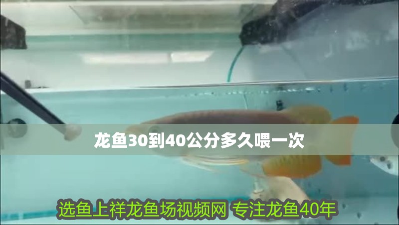 龍魚30到40公分多久喂一次