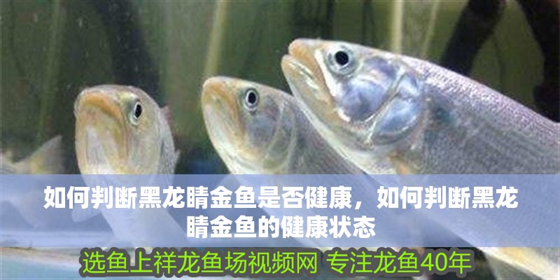 如何判斷黑龍睛金魚是否健康，如何判斷黑龍睛金魚的健康狀態 如何判斷黑龍睛金魚是否健康，如何判斷黑龍睛金魚的健康狀態 龍魚百科