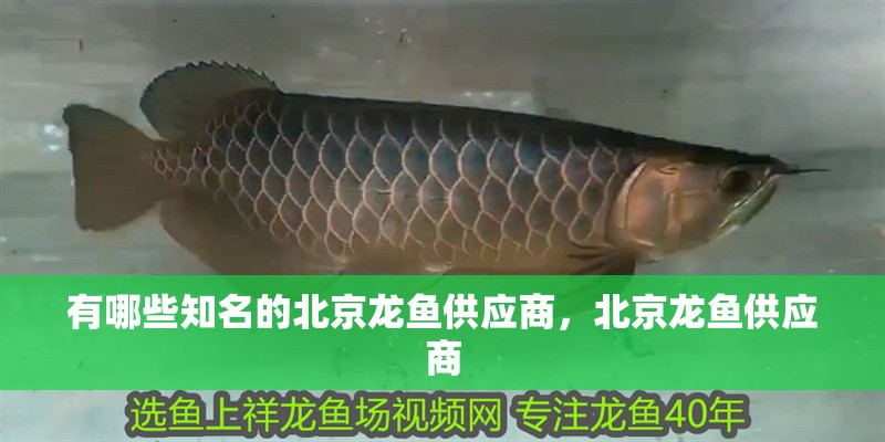 有哪些知名的北京龍魚供應商，北京龍魚供應商 有哪些知名的北京龍魚供應商，北京龍魚供應商 龍魚百科
