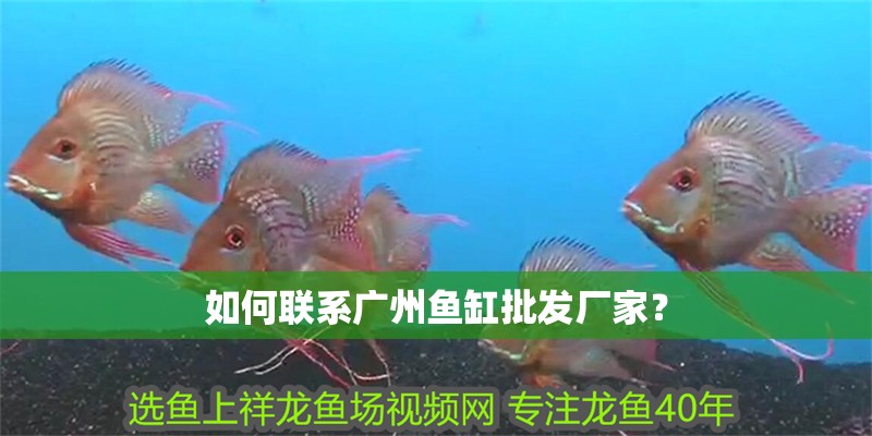 如何聯系廣州魚缸批發廠家？ 如何聯系廣州魚缸批發廠家？ 龍魚百科