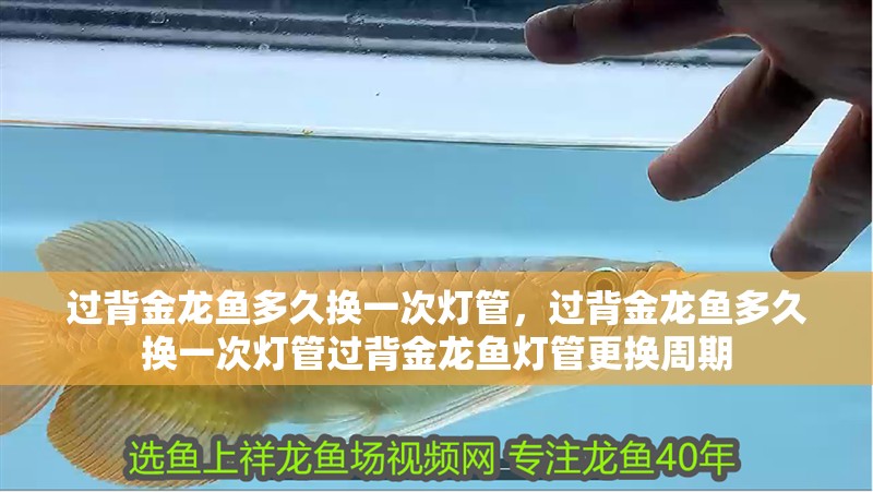 過背金龍魚多久換一次燈管，過背金龍魚多久換一次燈管過背金龍魚燈管更換周期 過背金龍魚多久換一次燈管，過背金龍魚多久換一次燈管過背金龍魚燈管更換周期 龍魚百科