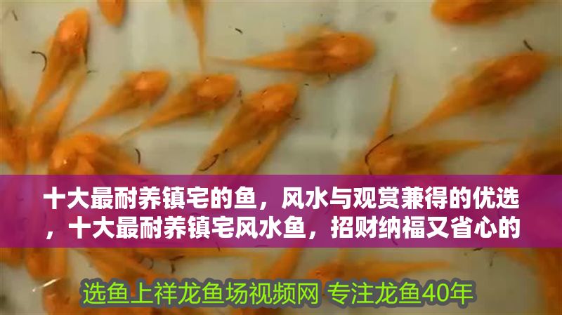 十大最耐養鎮宅的魚，風水與觀賞兼得的優選，十大最耐養鎮宅風水魚，招財納福又省心的觀賞優選