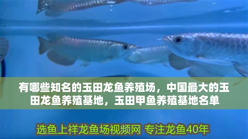 龍魚干蝦有營養嗎 有哪些知名的玉田龍魚養殖場,中國最大的玉田龍魚養殖基地,玉田甲魚養殖基地名單 龍魚百科 有哪些知名的玉田龍魚養殖場,中國最大的玉田龍魚養殖基地,玉田甲魚養殖基地名單 有哪些知名的玉田龍魚養殖場,中國最大的玉田龍魚養殖基地,玉田甲魚養殖基地名單 龍魚百科