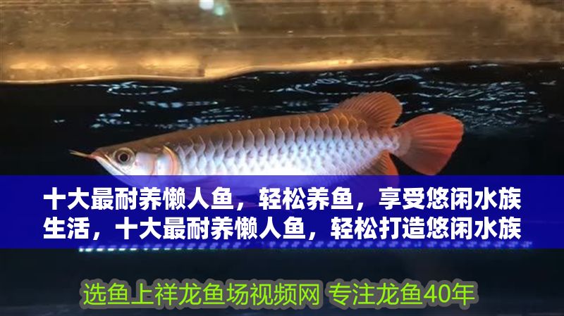 十大最耐養(yǎng)懶人魚(yú),輕松養(yǎng)魚(yú),享受悠閑水族生活,十大最耐養(yǎng)懶人魚(yú),輕松打造悠閑水族生活 龍魚(yú)百科 第1張 十大最耐養(yǎng)懶人魚(yú),輕松養(yǎng)魚(yú),享受悠閑水族生活,十大最耐養(yǎng)懶人魚(yú),輕松打造悠閑水族生活 十大最耐養(yǎng)懶人魚(yú),輕松養(yǎng)魚(yú),享受悠閑水族生活,十大最耐養(yǎng)懶人魚(yú),輕松打造悠閑水族生活 龍魚(yú)百科 第1張