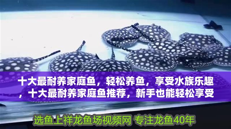 十大最耐養(yǎng)家庭魚，輕松養(yǎng)魚，享受水族樂趣，十大最耐養(yǎng)家庭魚推薦，新手也能輕松享受水族樂趣