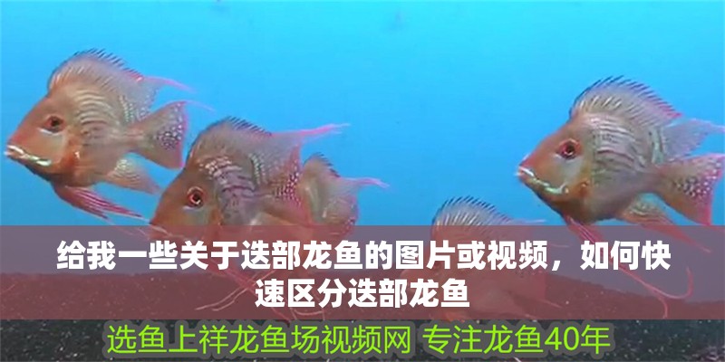 給我一些關于迭部龍魚的圖片或視頻，如何快速區分迭部龍魚 給我一些關于迭部龍魚的圖片或視頻，如何快速區分迭部龍魚 龍魚百科