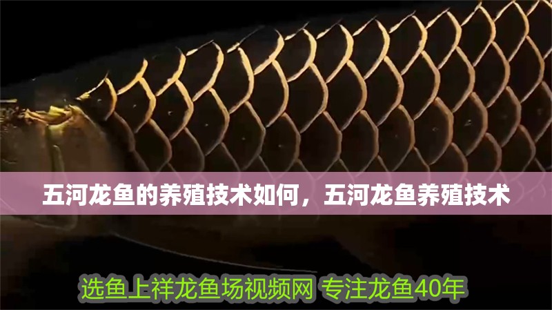 五河龍魚的養(yǎng)殖技術(shù)如何，五河龍魚養(yǎng)殖技術(shù) 五河龍魚的養(yǎng)殖技術(shù)如何，五河龍魚養(yǎng)殖技術(shù) 龍魚百科