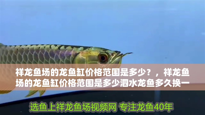 魚缸過濾器選購指南:自制魚缸過濾器魚缸上置過濾器對于養魚愛好者的必備知識 祥龍魚場的龍魚缸價格范圍是多少?,祥龍魚場的龍魚缸價格范圍是多少泗水龍魚多久換一次水 龍魚百科 祥龍魚場的龍魚缸價格范圍是多少?,祥龍魚場的龍魚缸價格范圍是多少泗水龍魚多久換一次水 祥龍魚場的龍魚缸價格范圍是多少?,祥龍魚場的龍魚缸價格范圍是多少泗水龍魚多久換一次水 龍魚百科