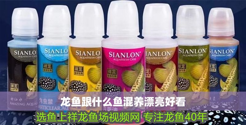 龍魚跟什么魚混養(yǎng)漂亮好看