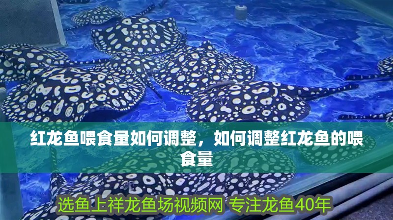 紅龍魚喂食量如何調整，如何調整紅龍魚的喂食量