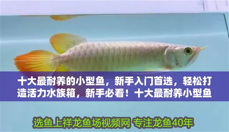 十大最耐養的小型魚,新手入門首選,輕松打造活力水族箱,新手必看!十大最耐養小型魚推薦,輕松打造活力水族箱 龍魚百科 第1張 十大最耐養的小型魚,新手入門首選,輕松打造活力水族箱,新手必看!十大最耐養小型魚推薦,輕松打造活力水族箱 十大最耐養的小型魚,新手入門首選,輕松打造活力水族箱,新手必看!十大最耐養小型魚推薦,輕松打造活力水族箱 龍魚百科 第1張