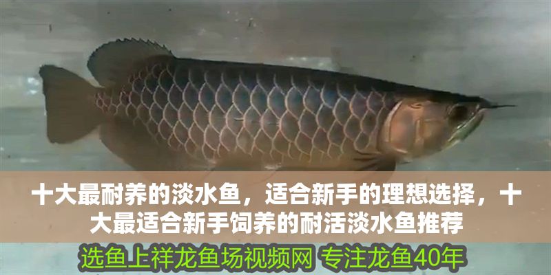 十大最耐養(yǎng)的淡水魚，適合新手的理想選擇，十大最適合新手飼養(yǎng)的耐活淡水魚推薦
