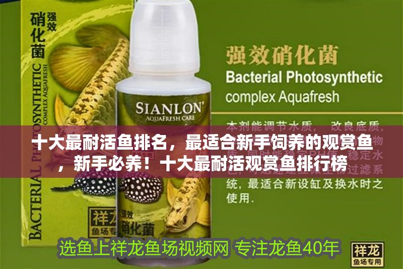 十大最耐活魚排名,最適合新手飼養(yǎng)的觀賞魚,新手必養(yǎng)!十大最耐活觀賞魚排行榜 龍魚百科 第1張 十大最耐活魚排名,最適合新手飼養(yǎng)的觀賞魚,新手必養(yǎng)!十大最耐活觀賞魚排行榜 十大最耐活魚排名,最適合新手飼養(yǎng)的觀賞魚,新手必養(yǎng)!十大最耐活觀賞魚排行榜 龍魚百科 第1張