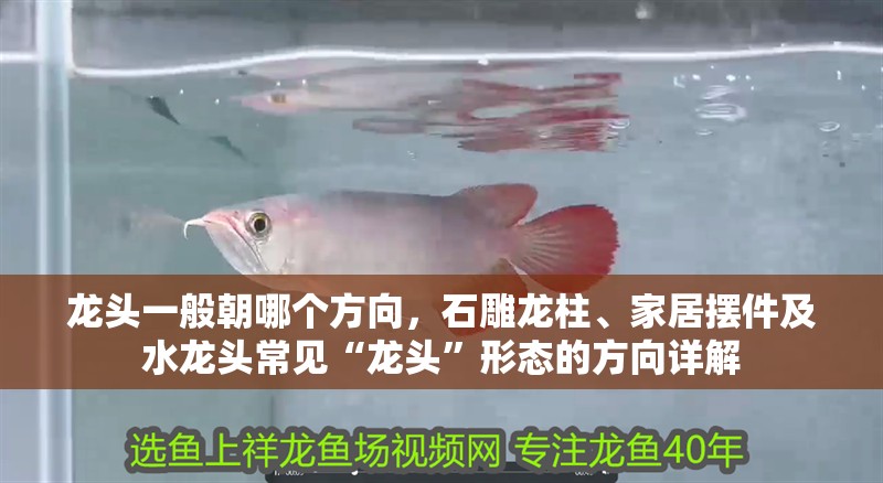 龍魚干蝦有營養嗎 龍頭一般朝哪個方向,石雕龍柱、家居擺件及水龍頭常見“龍頭”形態的方向詳解 龍魚百科 龍頭一般朝哪個方向,石雕龍柱、家居擺件及水龍頭常見“龍頭”形態的方向詳解 龍頭一般朝哪個方向,石雕龍柱、家居擺件及水龍頭常見“龍頭”形態的方向詳解 龍魚百科