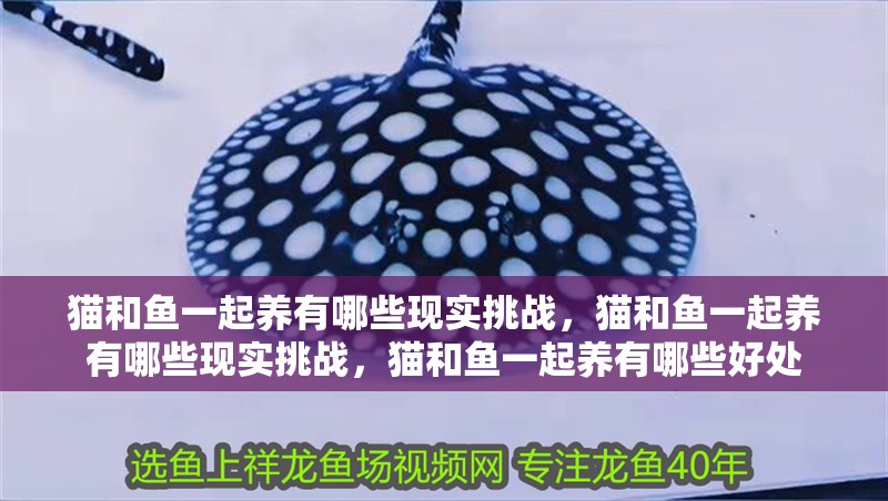 貓和魚一起養有哪些現實挑戰，貓和魚一起養有哪些現實挑戰，貓和魚一起養有哪些好處 貓和魚一起養有哪些現實挑戰，貓和魚一起養有哪些現實挑戰，貓和魚一起養有哪些好處 龍魚百科