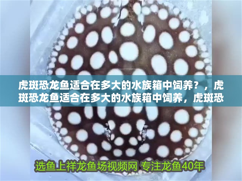 虎斑恐龍魚適合在多大的水族箱中飼養？，虎斑恐龍魚適合在多大的水族箱中飼養，虎斑恐龍魚飼養指南 虎斑恐龍魚適合在多大的水族箱中飼養？，虎斑恐龍魚適合在多大的水族箱中飼養，虎斑恐龍魚飼養指南 龍魚百科