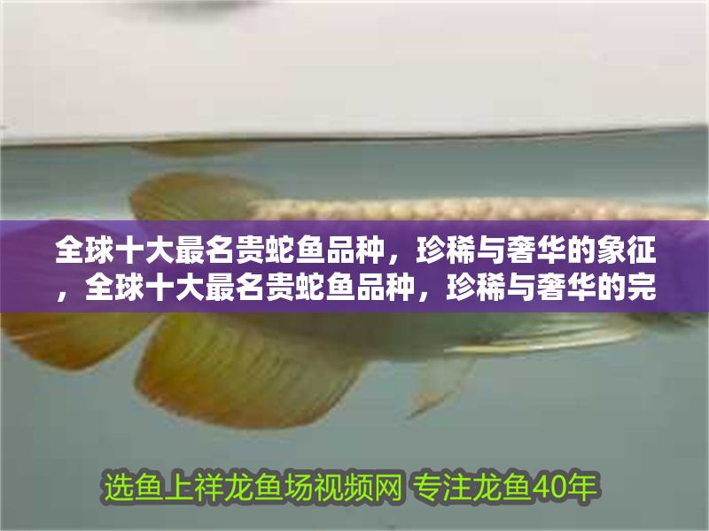 全球十大最名貴蛇魚品種，珍稀與奢華的象征，全球十大最名貴蛇魚品種，珍稀與奢華的完美象征
