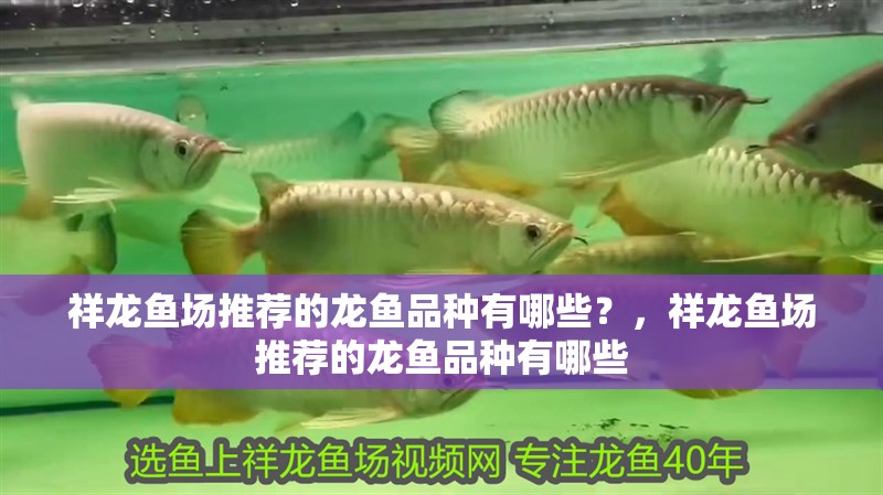 祥龍魚場推薦的龍魚品種有哪些？，祥龍魚場推薦的龍魚品種有哪些 祥龍魚場推薦的龍魚品種有哪些？，祥龍魚場推薦的龍魚品種有哪些 龍魚百科