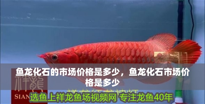 魚龍化石的市場價格是多少，魚龍化石市場價格是多少 魚龍化石的市場價格是多少，魚龍化石市場價格是多少 龍魚百科