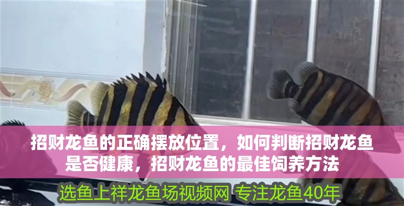 招財龍魚的正確擺放位置，如何判斷招財龍魚是否健康，招財龍魚的最佳飼養方法 招財龍魚的正確擺放位置，如何判斷招財龍魚是否健康，招財龍魚的最佳飼養方法 龍魚百科