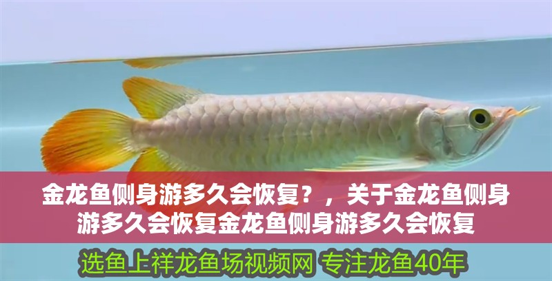 金龍魚側身游多久會恢復？，關于金龍魚側身游多久會恢復金龍魚側身游多久會恢復 金龍魚側身游多久會恢復？，關于金龍魚側身游多久會恢復金龍魚側身游多久會恢復 龍魚百科