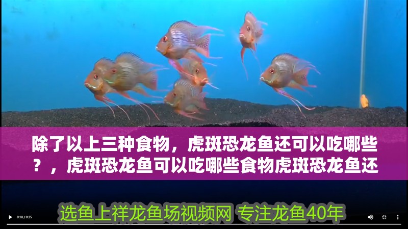 紅龍魚用黃燈烤有用嗎 除了以上三種食物,虎斑恐龍魚還可以吃哪些?,虎斑恐龍魚可以吃哪些食物虎斑恐龍魚還可以吃哪些 龍魚百科 除了以上三種食物,虎斑恐龍魚還可以吃哪些?,虎斑恐龍魚可以吃哪些食物虎斑恐龍魚還可以吃哪些 除了以上三種食物,虎斑恐龍魚還可以吃哪些?,虎斑恐龍魚可以吃哪些食物虎斑恐龍魚還可以吃哪些 龍魚百科