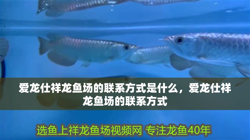 愛龍仕祥龍魚場的聯(lián)系方式是什么，愛龍仕祥龍魚場的聯(lián)系方式 愛龍仕祥龍魚場的聯(lián)系方式是什么，愛龍仕祥龍魚場的聯(lián)系方式 龍魚百科